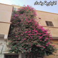 اخبارية رفحاء تنشر صورة لـ «شجرة» ورد «متسلقة» أمام منزل بمحافظة رفحاء